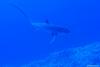 Requin renard, tres rare par Gerard Soury